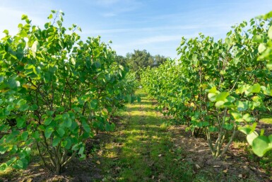 Cercis canadensis mehrstämmig 200-250