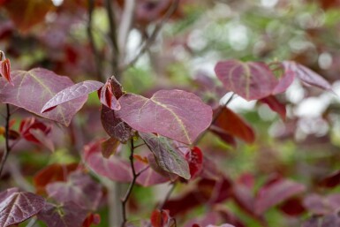 Cercis canadensis 'Forest Pansy'