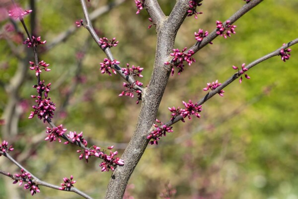 Cercis canadensis 'Forest Pansy'