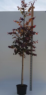 Cercis canadensis 'Forest Pansy' hochstamm