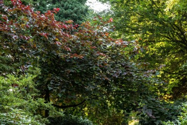 Cercis canadensis 'Forest Pansy' hochstamm