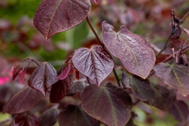 Cercis canadensis 'Forest Pansy' hochstamm 6/8