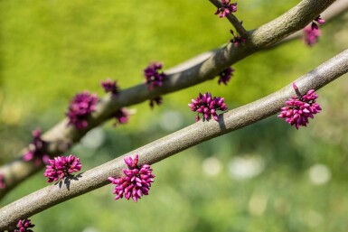 Cercis canadensis 'Forest Pansy' hochstamm 6/8