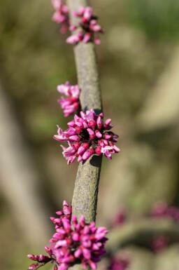 Cercis canadensis 'Forest Pansy' hochstamm 6/8