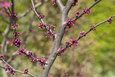 Cercis canadensis 'Forest Pansy' hochstamm 6/8