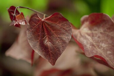 Cercis canadensis 'Forest Pansy' hochstamm 6/8