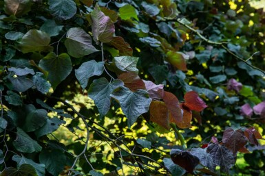 Cercis canadensis 'Forest Pansy' mehrstämmig