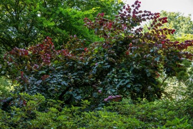 Cercis canadensis 'Forest Pansy' mehrstämmig 200-250