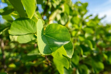 Cercis chinensis 'Avondale'