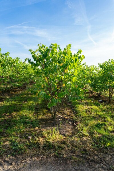 Cercis chinensis 'Avondale' mehrstämmig 200-250