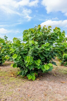 Cercis chinensis 'Avondale' mehrstämmig