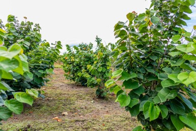 Cercis chinensis 'Avondale' mehrstämmig 200-250