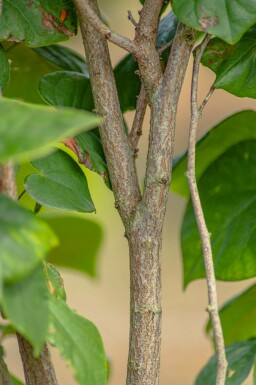 Cercis chinensis 'Avondale' mehrstämmig 200-250