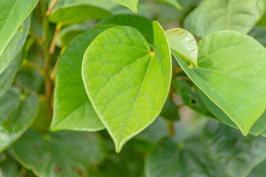 Cercis chinensis 'Avondale' mehrstämmig 200-250