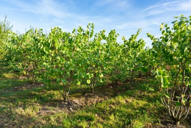 Cercis chinensis 'Avondale' mehrstämmig 200-250