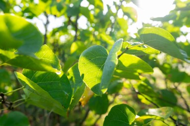 Cercis chinensis 'Avondale' mehrstämmig 200-250