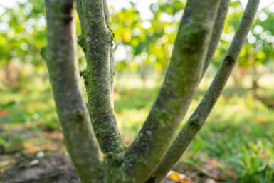 Cercis chinensis 'Avondale' mehrstämmig 200-250