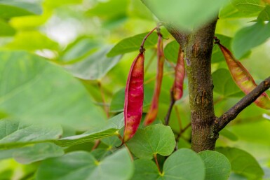 Cercis siliquastrum