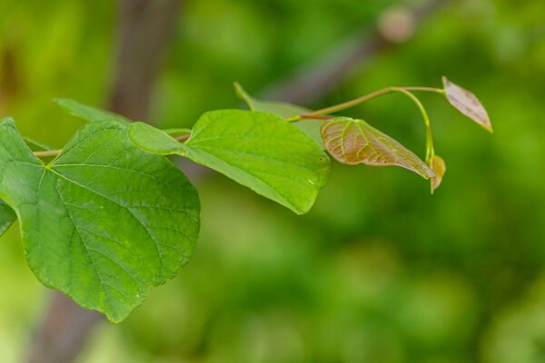 Cercis siliquastrum