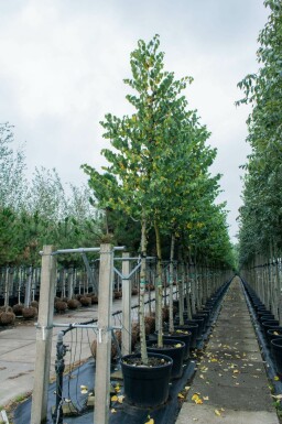 Cercis siliquastrum hochstamm