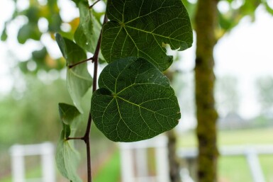 Cercis siliquastrum hochstamm 10/12