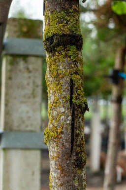 Cercis siliquastrum hochstamm 10/12