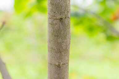 Cercis siliquastrum hochstamm 10/12