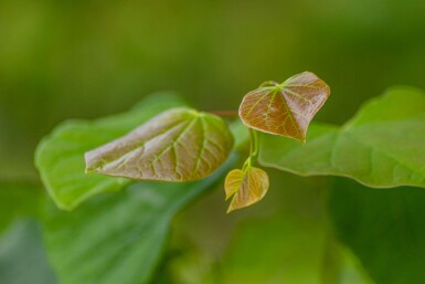 Cercis siliquastrum hochstamm 10/12