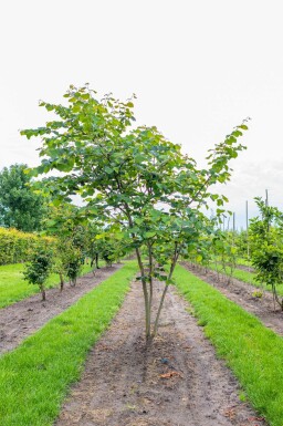 Cercis siliquastrum mehrstämmig 200-250