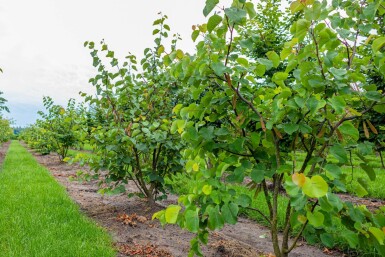 Cercis siliquastrum mehrstämmig