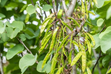 Cercis siliquastrum mehrstämmig 200-250