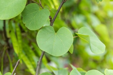 Cercis siliquastrum mehrstämmig 200-250