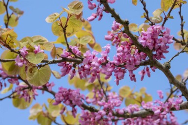 Cercis siliquastrum mehrstämmig 200-250