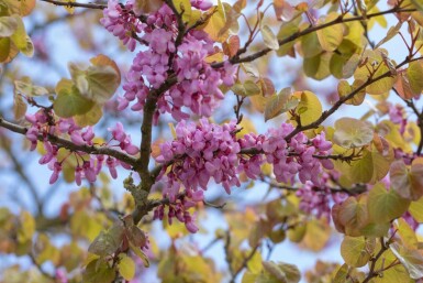 Cercis siliquastrum mehrstämmig 200-250