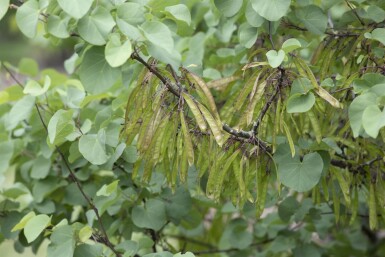 Cercis siliquastrum mehrstämmig 200-250