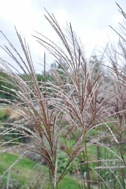 Miscanthus sinensis 'Malepartus'