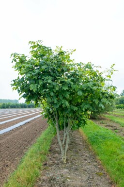 Cladrastis kentukea mehrstämmig