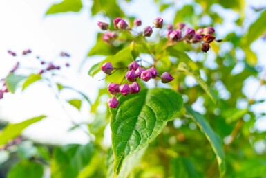 Clerodendrum trichotomum