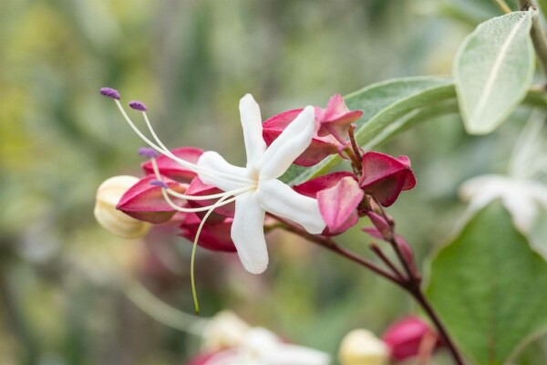 Clerodendrum trichotomum