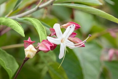 Clerodendrum trichotomum mehrstämmig 200-250