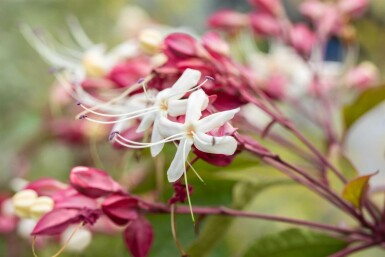 Clerodendrum trichotomum mehrstämmig 200-250