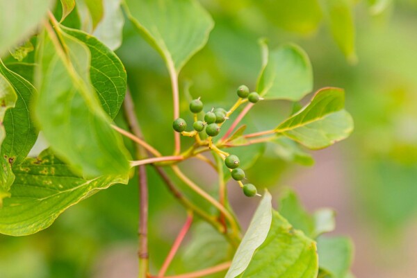 Cornus controversa