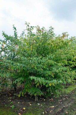 Cornus controversa mehrstämmig