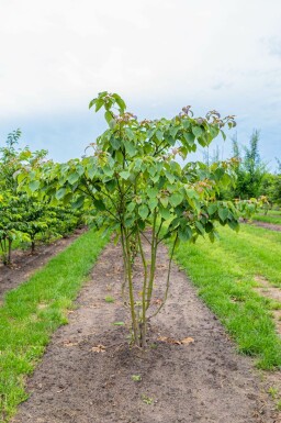 Cornus controversa mehrstämmig