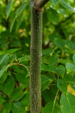 Cornus controversa mehrstämmig 200-250