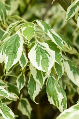 Cornus controversa 'Variegata'