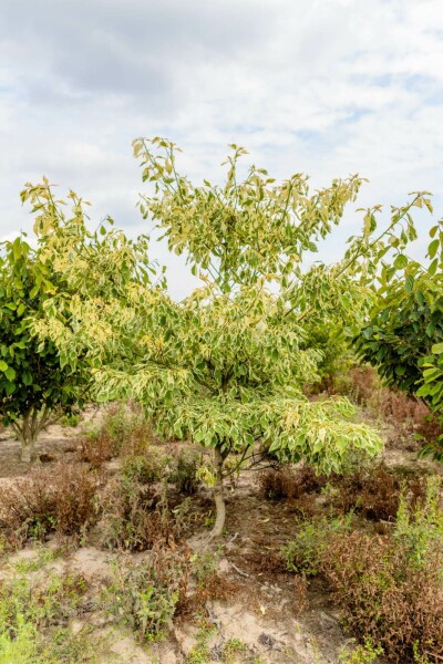 Cornus controversa 'Variegata' mehrstämmig 200-250