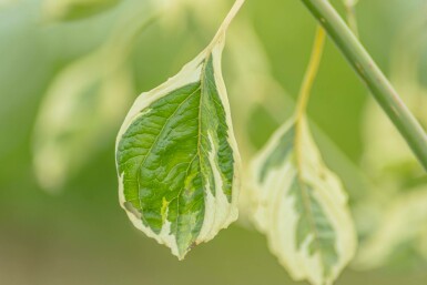 Cornus controversa 'Variegata' mehrstämmig