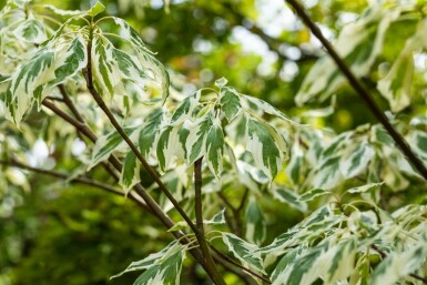 Cornus controversa 'Variegata' mehrstämmig 200-250