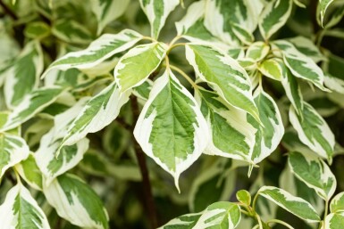 Cornus controversa 'Variegata' mehrstämmig 200-250